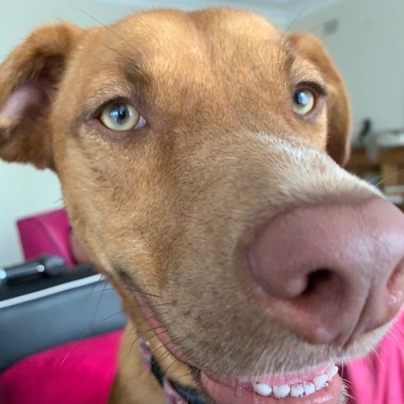 Meet your Posher, Murphy - Picture 1 of 1